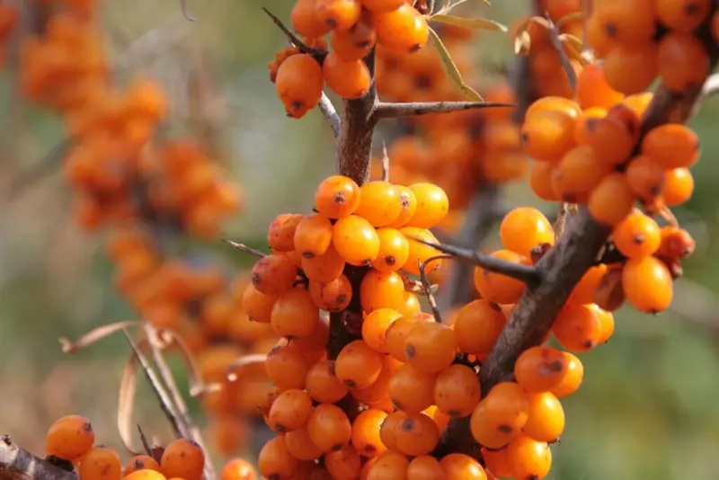 Propiedades del aceite de espino amarillo